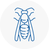 Catterick Wasp Nest Removal